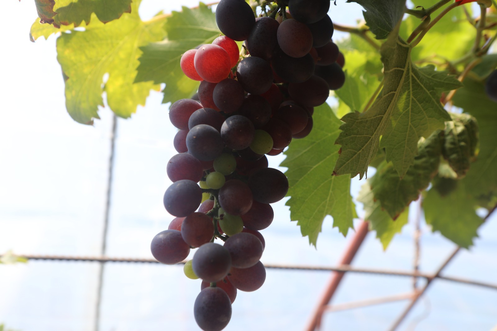 昆山地产蓝莓迎来采摘季 | 昆山市人民政府