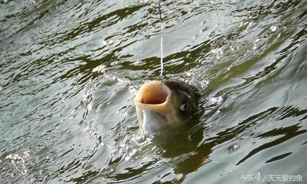 钓浮其实不简单,钓鱼老司机浅谈钓浮调漂和找