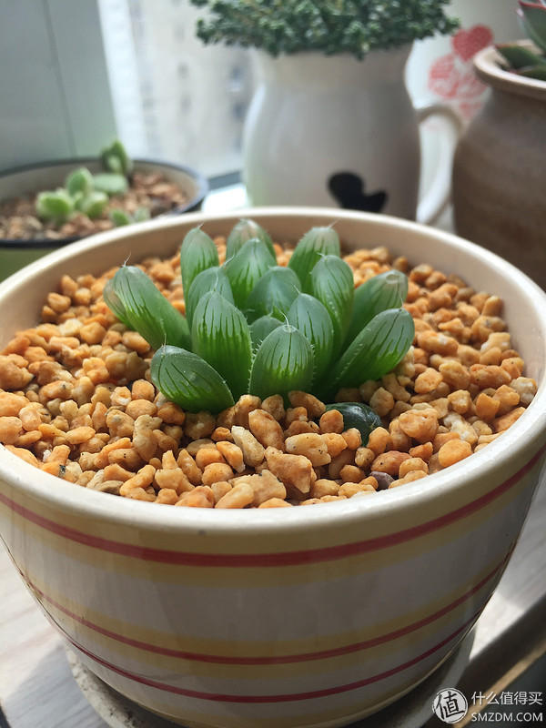 关于室内养多肉植物的品种推荐 & 一些经验
