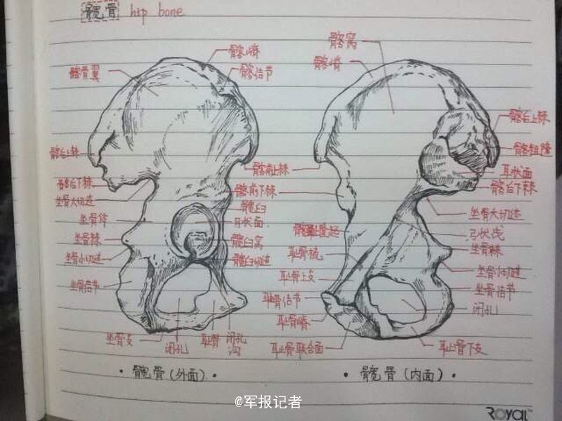 军校学霸再出手:手绘骨骼图