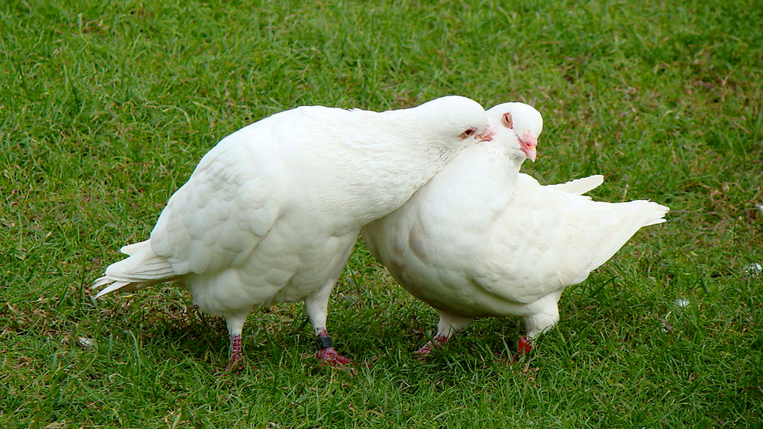 聊微信打电话让信鸽失业?重要“情报”还得靠它 聊微信打电话让信鸽失业?重要“情报”还得靠它