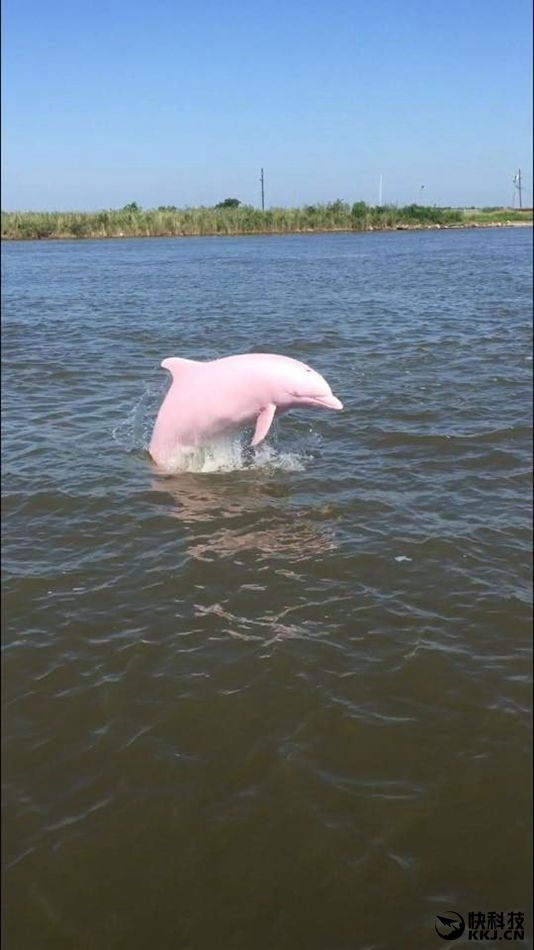 美国湖泊惊现神奇生物:超罕见的粉海豚