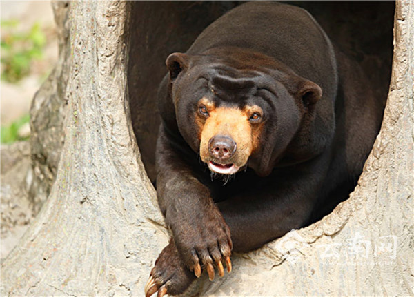 【视频】云南盈江发现国家一级保护动物马来熊 喜欢吐舌卖萌