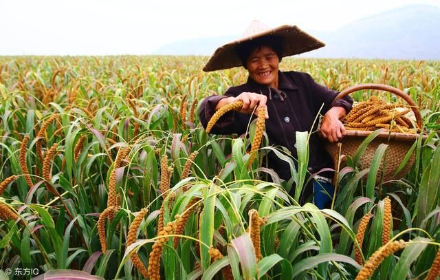8种土地上种植农作物没补贴,种植户请注意!