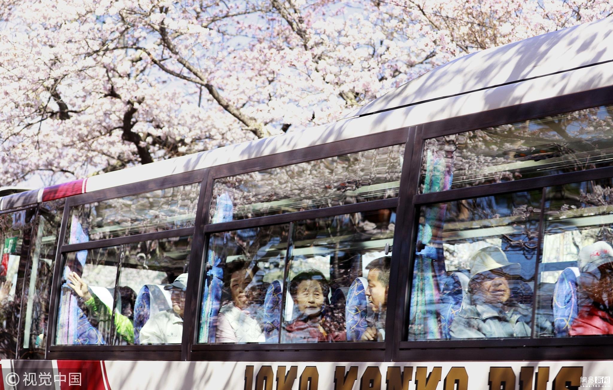 当地时间2019年4月6日，日本福岛县富冈町，时隔9年，仅限于当天通行的赏樱巴士再驶入樱花大道，游客带着笑容，欣赏已开了8分的樱花。