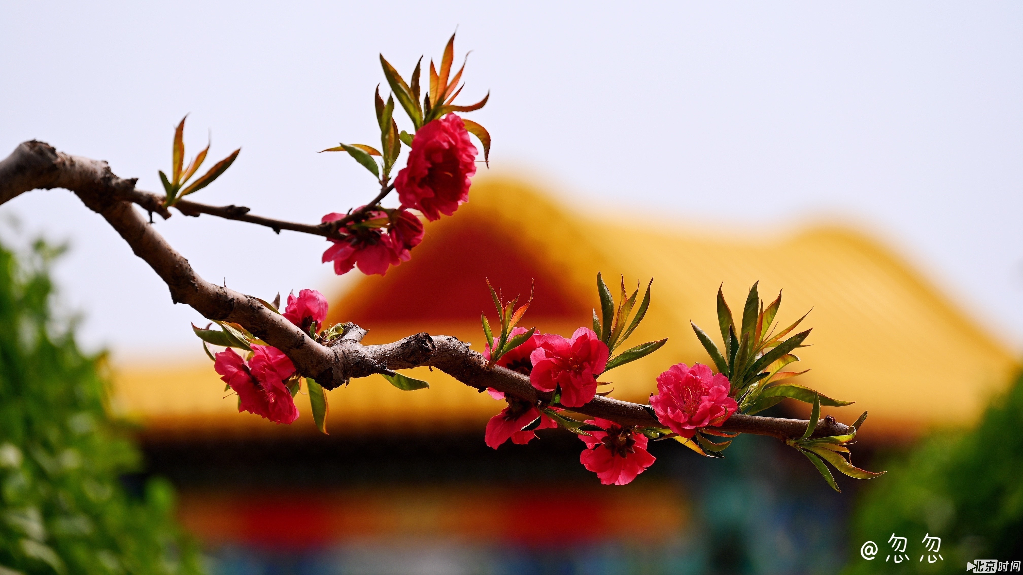 春日“大片”来自北京时间网友 @188****3122