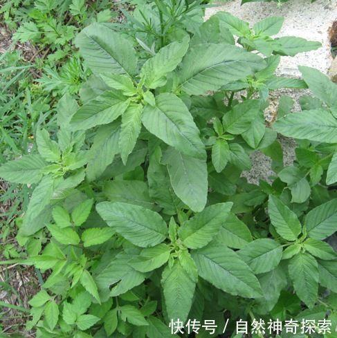 它在农村被称补血菜,小时候都吃腻了,城里人