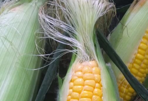 玉米上的胡须可以泡水喝吗?有副作用么?能治