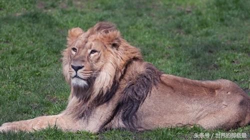 狮子老虎十大战力排行榜:刚果狮排第九,第一果
