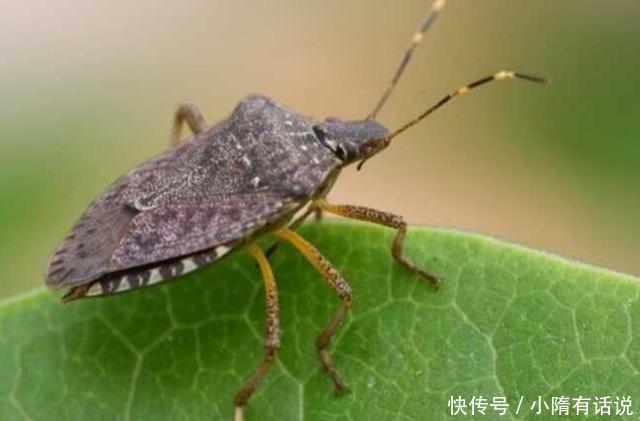 农村这种虫,碰一下臭半天,见到就躲,如今150元