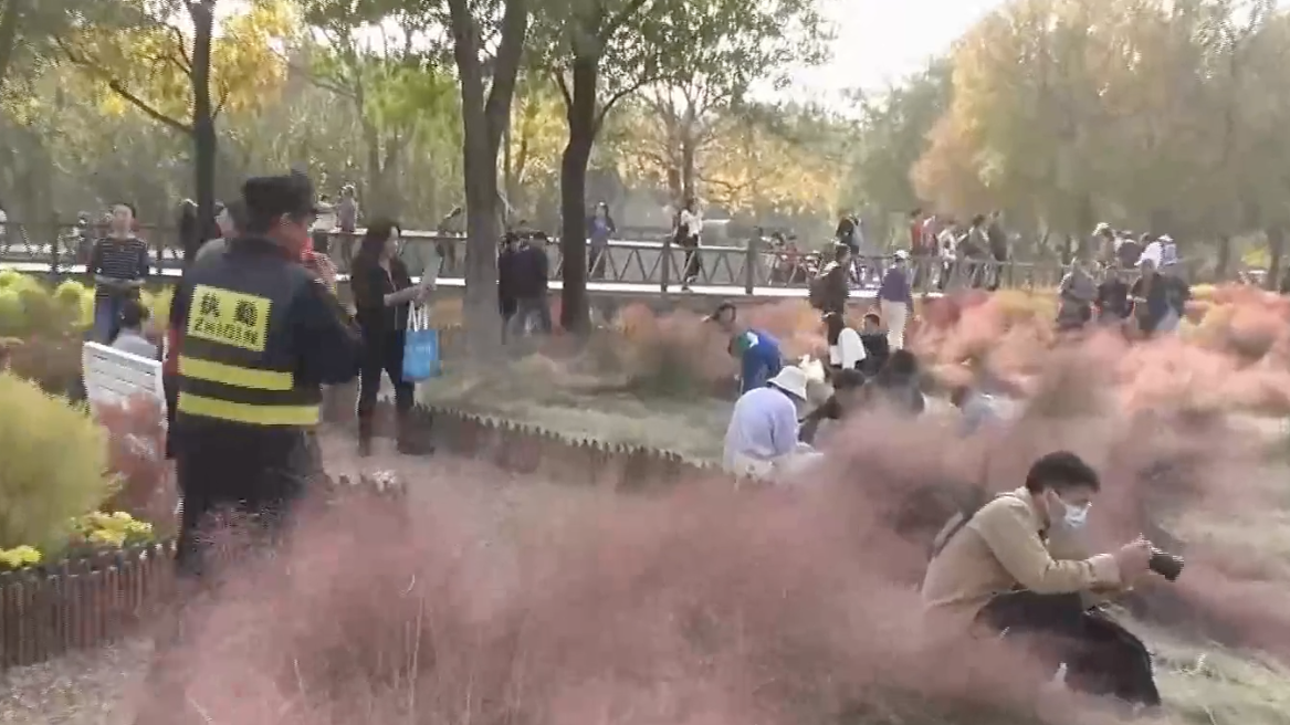 奥森公园粉色花海被踩踏 打卡美景请多点文明! 奥森公园粉色花海被踩踏 打卡美景请多点文明!