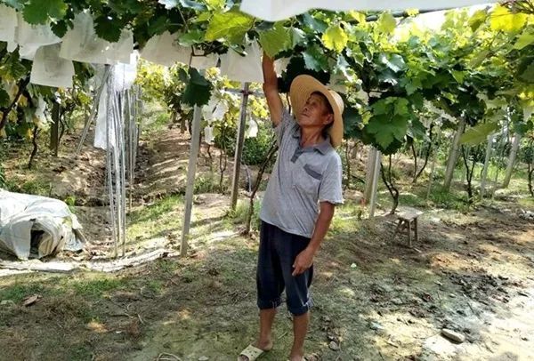 年收入过万!琴溪镇贫困户们是怎么做到的?