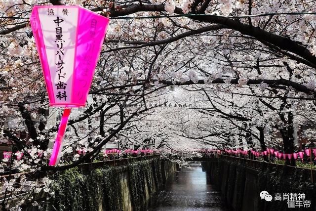 2018东京樱花满开纪实