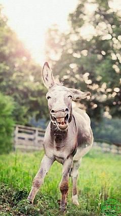 爆笑段子:你知道吗?装逼过头是一种病!