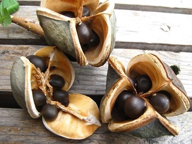 明年农村创业种植养殖好项目,冷门项目无需经