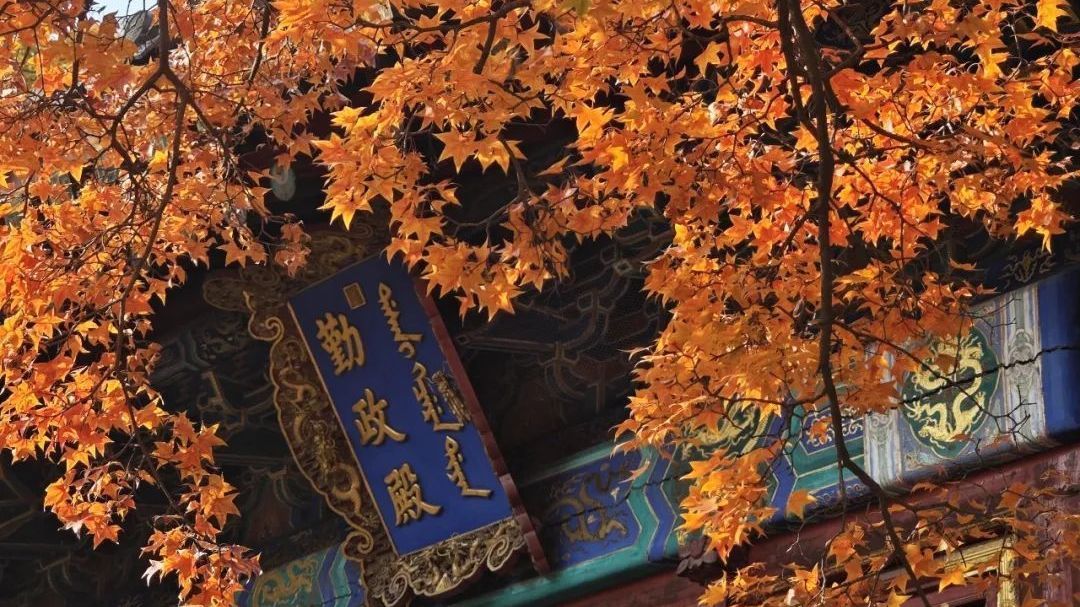 香山叶正红!赏叶大军“堪比春运” 香山叶正红!赏叶大军“堪比春运”