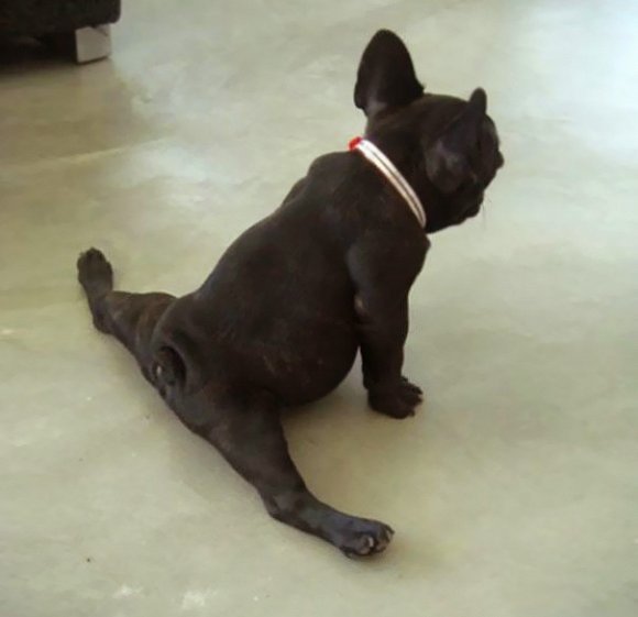 狗狗瑜伽动作图片