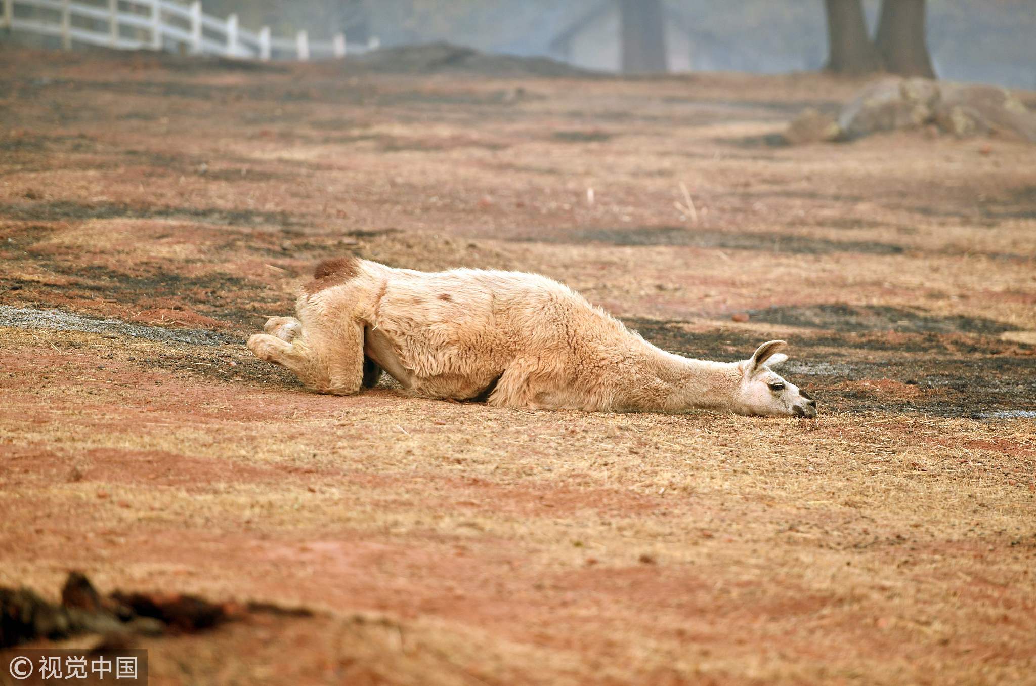 当地时间2018年11月15日，美国加州天堂，航拍山火摧毁的社区景观。