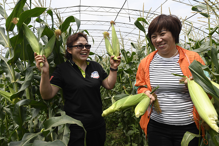 京产“水果玉米”提前一月上市 口感甜爽皮薄无渣