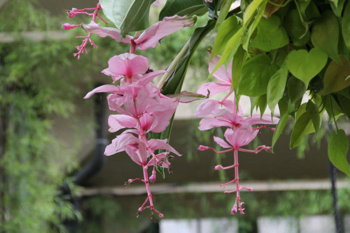 美国最美的私家花园 它的历史比美国建国还要