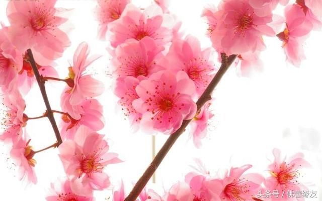 十二生肖中内心最小气的几大生肖