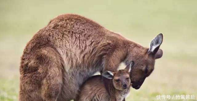 袋鼠妈妈是怎么清洗自己的育儿口袋的真相真是