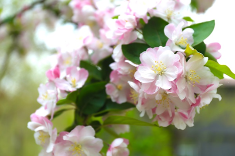 纪念周恩来诞辰120周年 北二外宣布将海棠作为“校花”
