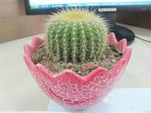 仙人掌,可以抵抗自由基,抑制黑色素,这样做,祛斑