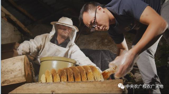 山路十八弯,大学生古法养蜂创财富