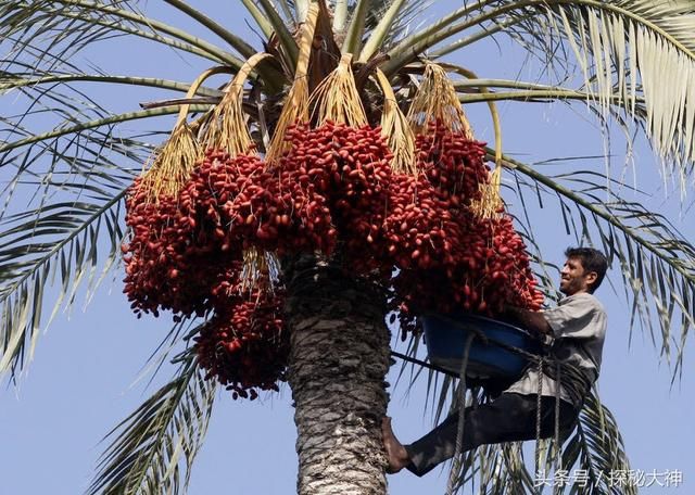 巴基斯坦土特产,以前是奢侈品,如今成中巴友谊见证!