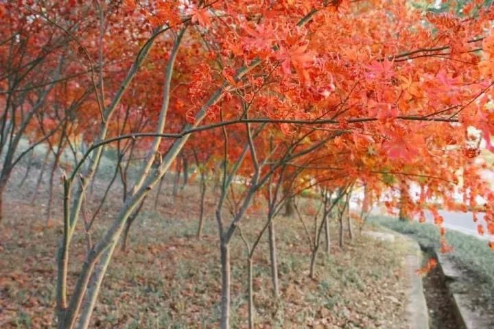 2018年武汉最美时间表