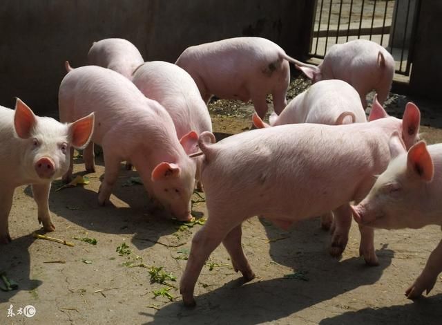 专家对2018养猪业发展前景分析:没有钱和前,不