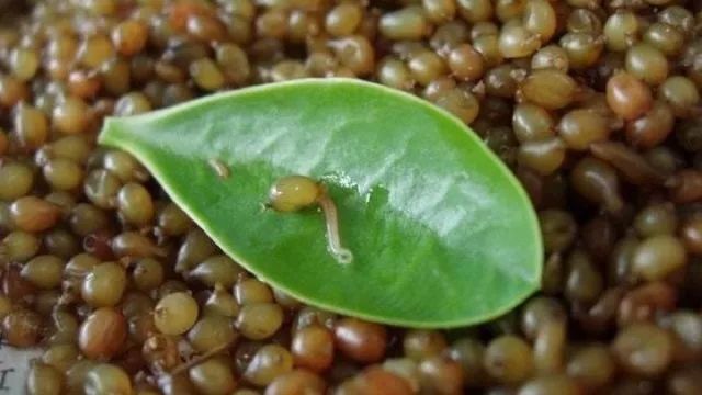 【世界土壤日】苏剑程:"土壤战士"小蚯蚓的大贡献