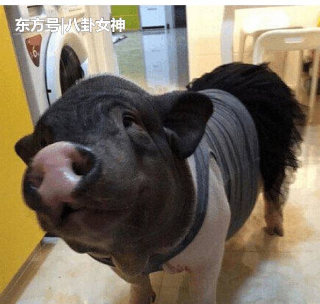 女孩与猪生活5年 习惯和它同吃同住 热点 热图5 女孩与猪生活5年 习惯和它同吃同住 热点 热图5