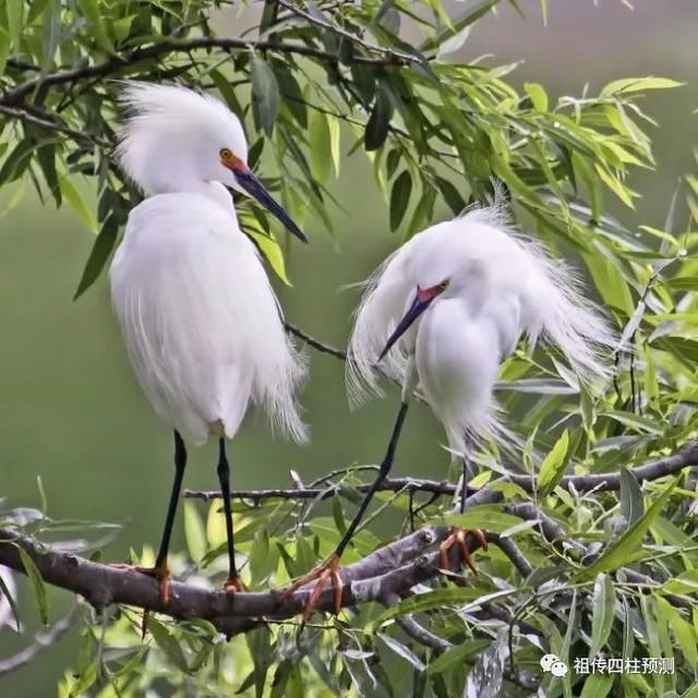 财多身弱,八字流年批断技巧!