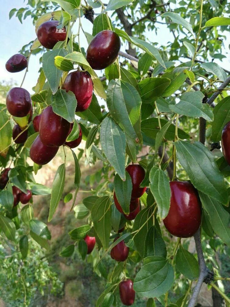 避难堡重耳枣的传统吃法,告诉孕妇红枣怎么吃