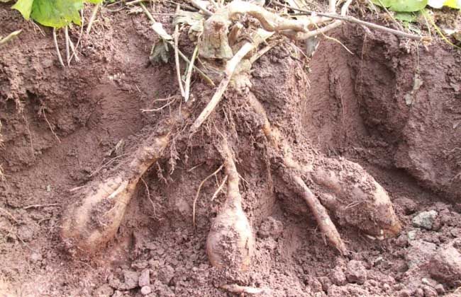 长得丑营养高,常吃对女人确是好,还不会发胖