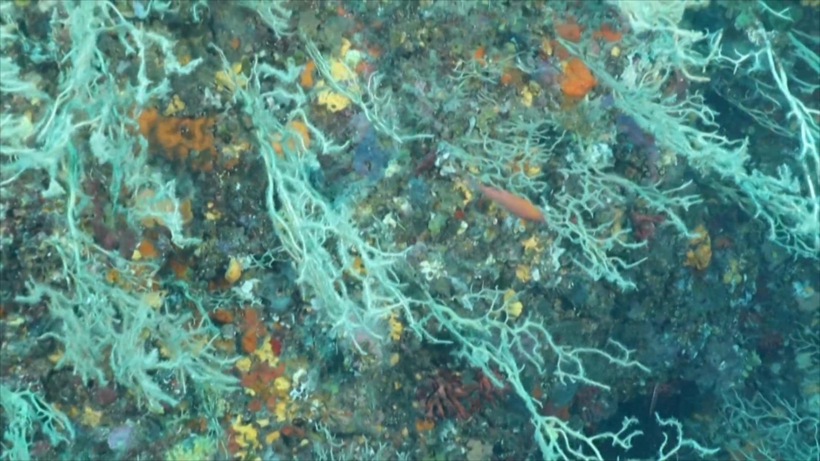 极端高温致地中海柳珊瑚大量死亡 极端高温致地中海柳珊瑚大量死亡