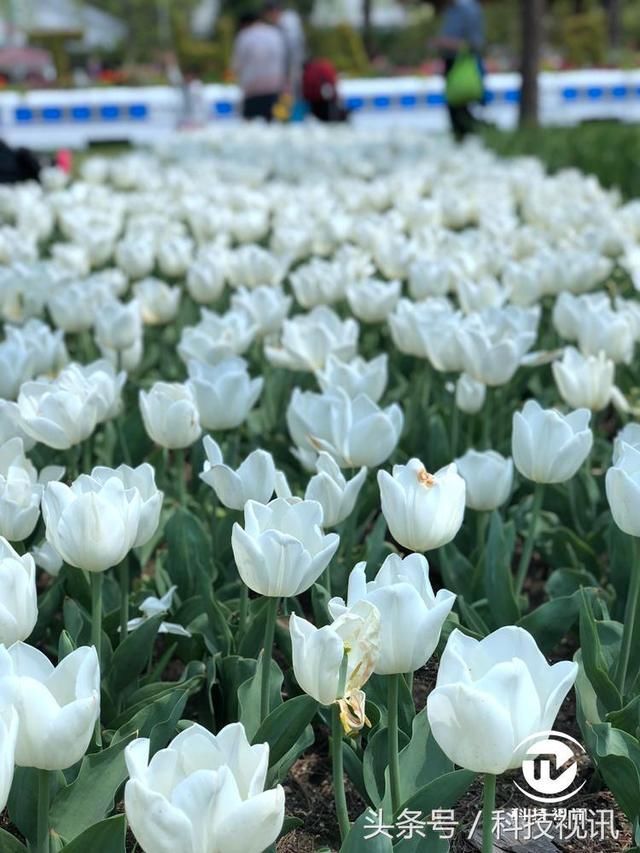 出色操控 优秀画质 索尼全画幅微单A7M3性能