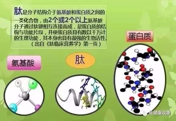 小分子肽与蛋白质的区别 小分子肽与氨基酸的