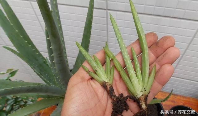 摆放在门前不用怎么照顾的芦荟,开出近一米高