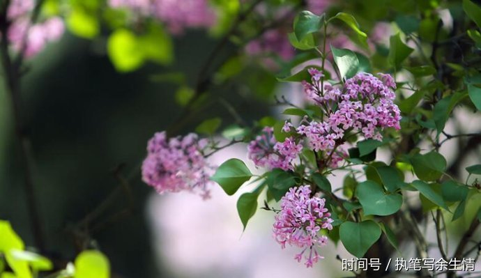 药谷丁香茶有个别名百结茶,你知道为什么吗?