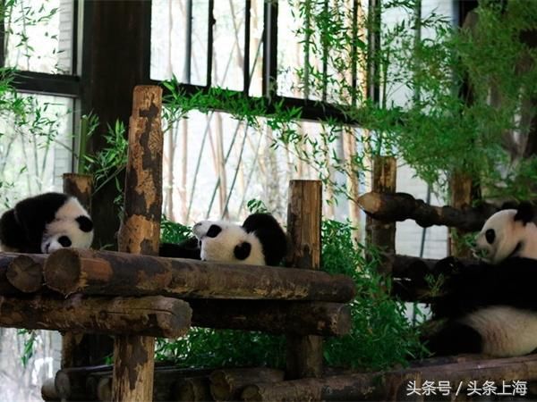 给河马刷牙?浣熊浑水摸鱼?动物度夏还有这操