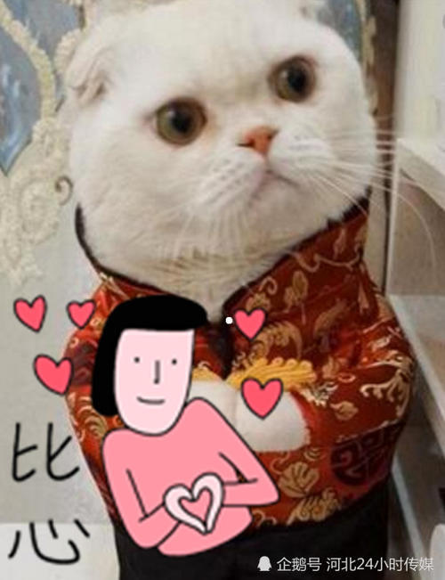 会说话的的猫咪刘二豆,成为抖音一哥!粉丝有3