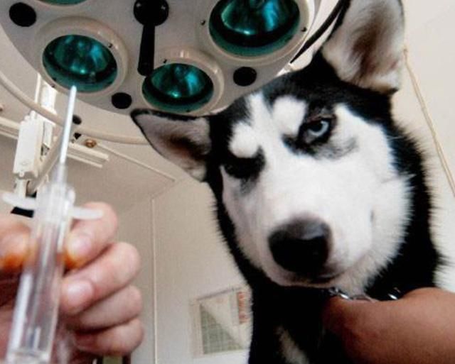 主人带哈士奇去打疫苗,二哈看见针头后一脸不屑,随后悲剧了!