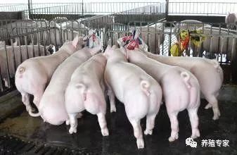 新手养猪要注意什么,养猪需要什么条件