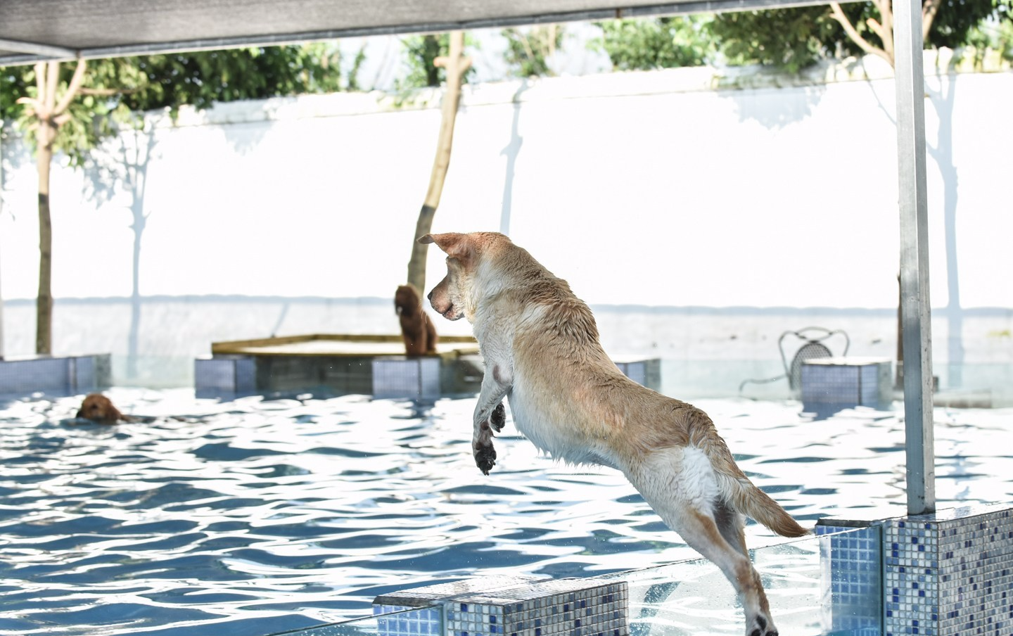 成都宠物泳池生意火爆：狗狗游泳一次90元