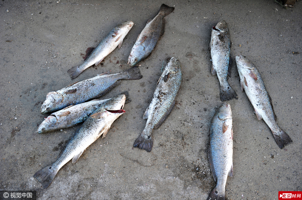 一条条1至2千克的美国红鱼被垂钓者拉出水面。