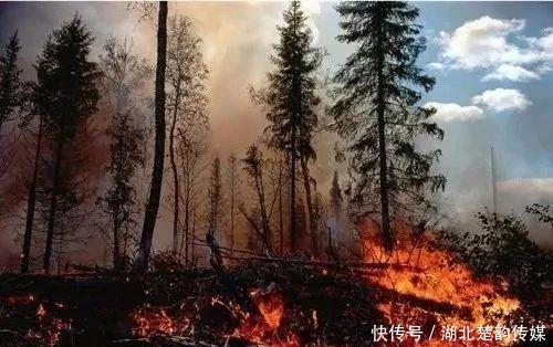 随州男子祭妻引发山火,狂栽7000棵树补绿,检方