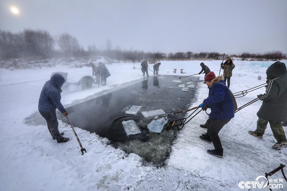 2019年12月1日，黑龙江省漠河市，冰雕建设用冰，码放在大林河边，不同于松花江江冰，这里的冰呈现明显的蓝色，蓝如海冰。 